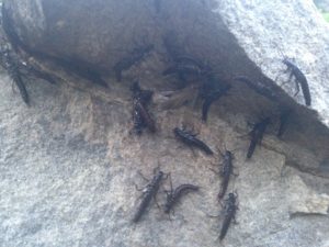 salmon fly nymphs