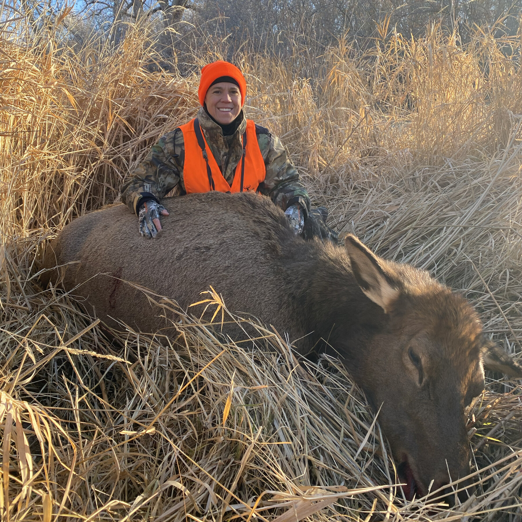 Guided Cow Elk Meat Hunt in Colorado